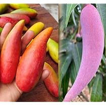 Pyanabi Chili Mango Grafted Plant Lajiao Red Variety (2-3 Feet ...