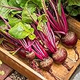 Globe Beetroot Seeds 'Red Ace' F1 Hybrid Maincrop Beta vulgaris Hardy ...
