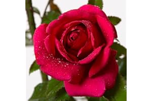 Red Flame®, rosa viva Rose Barni®, rosa rampicante rifiorente in vaso con fiori grandi dal profumo intenso, color rosso cardinale, cod 16076.