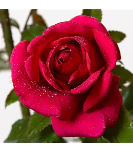 Rosa Rampicante Laguna Di Rose Barni - Pianta Viva In Vaso Con Fiori Profumati Rosa Intenso