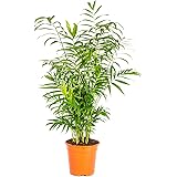 Bonplants Chamaedorea Elegans, Elegante Palma Vera da Interni, Vaso 21, h 90 cm