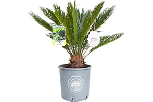 Vannucci Piante - Palma, Cycas revoluta, Pianta vera in vaso di Vannucci Piante, Pianta da esterno, Palma