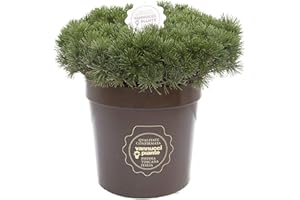 Vannucci Piante - Pinus mugo 'Mughus', Pino nano, Pianta vera in vaso, Pianta da terrazzo (cod. 22)