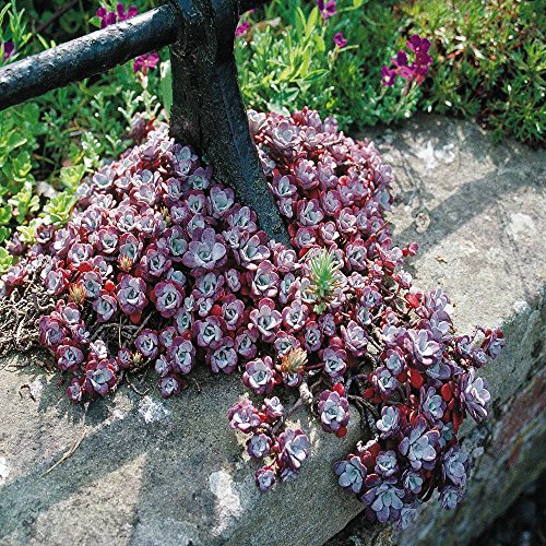 Fetthenne (spathulifolium) Cape Blanco - 3 pflanzen
