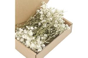 UIEXAY 100 Pièces Fleurs Séchées, Vraies Blanches Fleurs Sechees Naturelles, Résistant à la Décoloration, Mini Gypsophile Séché pour Spécimens Botaniques, Cadres Photo, Nail Art