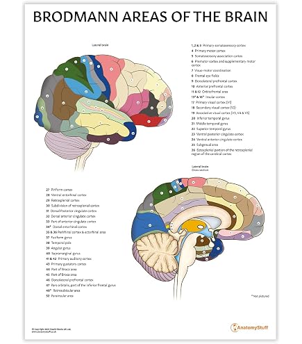 Anatomy Of The Brain Anatomical Chart Ubicaciondepersonascdmxgobmx