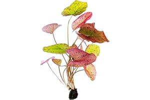 GÄRTNEREI - GARNELIO Garnelio - Loto tigre rosso, per acquario, pianta acquatica, Nymphaea Lotus, 1 bulbi