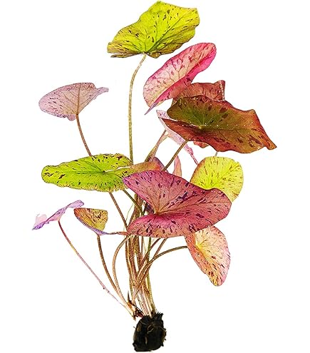 Nadelsimse Eleocharis Acicularis - NatureHolic In-Vitro Aquarium Pflanze