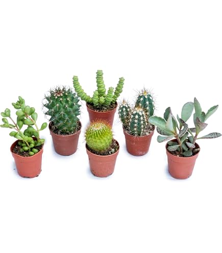 POWERS TO FLOWERS - PEPEROMIA CAYENNE MINI, 2 PIANTE, IDEALE PER TERRARIUM, pianta vera