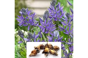 BOTANICAL BLISS 8 Camassia Quamash Bulbs – Elegant Spires of Blue, Star-Shaped Flowers – Spring-Flowering Perennials – Perfect for Your Beautiful Garden – Cultivated for Optimal Growth in UK Climate Conditions