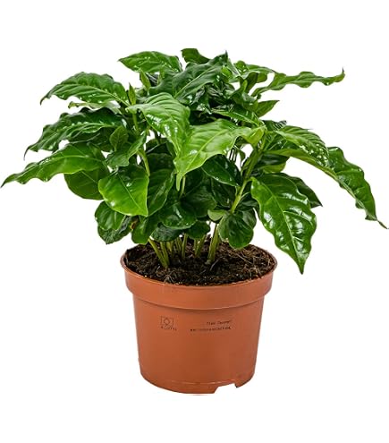 Hello Plants Mini kosystem fr Pflanze - Coffea Arabica Kaffeepflanze -  Zimmerpflanze im Glas Mini Pflanze Dekoration Grnpflanze Mini-Garten :  Amazon.de: Garten