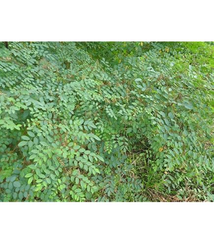 OhhSome Neelamari (Indigofera Tinctoria) Herb For Garden Healthy Live Plant  (Healthy Live Plant) : Amazon.in: Garden & Outdoors