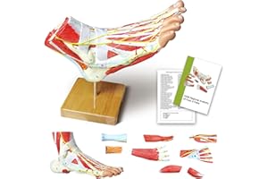 HADWYN Natural Large Foot Anatomical Model 9 Parts with 81 Digital Signs and Corresponding Text Descriptions,Icluding Bones, Muscles, Ligaments, Nerves, and Blood Vessels of The Human Foot