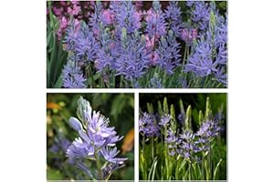 HUMPHREYS GARDEN Camassia Leichtlinii Caerulea Flower Bulbs Size 12/14 (10) Stuuning Lavender Blue Spring Flowers. Easy to Grow