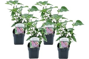 Plant in a Box - Syringa vulgaris 'Michel Buchner' - Set di 4 - Arbusto ornamentale da giardino - Lilla - Vaso 17cm - Altezza 25-40cm