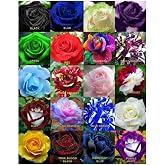 My Seed World 20 20 Types of Mixed Rose Seeds