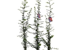 CHARELLAGARDENS PLANTS 3 x Large Established Pyracantha Orange Glow Hedging Plants. Minimum 5ft Tall excluding pot - Quick growing plants