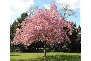 hua xian zi Bonsai-Baum Japanische Sakura-Samen. Seltene japanische Bonsai-Kirschblüten-Samen, Pink Prunus Serrulata 30 Samen