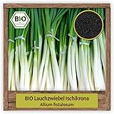 BIO Lauch Samen Sorte Ischikrona (Allium fistulosum) Gemüsesamen Lauch-Zwiebel Saatgut