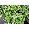 Water lettuce live floating aquarium plants (pack of 9)