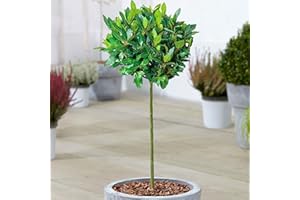 GARDENERSDREAM Standard Kitchen Bay Leaf Tree | Laurus 'Nobilis' | Evergreen Aromatic Hardy Small Garden Patio Shrub | Premium Grade Herb Specimen | 5L Pot, 2-3ft (1 Tree)