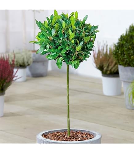 Arbre Ginkgo Mariken En Pot 3L | Petit Arbre De Patio Résistant - Feuillage Doré Automnal