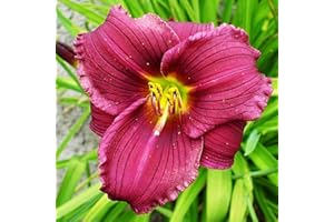 COOTO Hemerocallis Piante Vere da Esterno – Rizoma Hemerocallis Grape Velvet – Daylily Bulbi Fiori Perenni da Esterno - Bulbi Fiore Hemerocallis - Semi Fiori Perenni Giardino Gigli