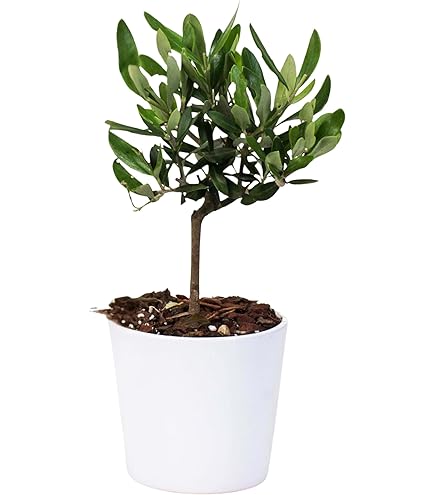Bonsai Di Olmo A Forma Di Palla In Vaso Quadrato Bianco, 15 Cm - Pianta Vera Da Interno - 5