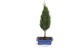 KENTIS - Bonsai Cupressus Sempervirens - Cypress Bonsai - Riktiga Utomhusväxter - Keramikkruka - H 40-45 cm Kruka Ø 19 cm