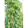 Cloud Farm Betel Leaf/Banarasi Maghai Paan Rare Healthy Live Plant, Medicinal Herb Pack of 1 CF_12