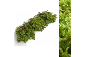 CARBETH PLANTS Fresh Sphagnum Moss- 500g/1kg - Natural Sphagnum Moss Ideal for Terrariums, Live Plant Displays and Wreaths (500g)