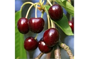 'Early Rivers' Cherry Tree 3-4ft, in a 6L Pot, Ready to Fruit,Large Dark Juicy Cherries 3fatpigs®