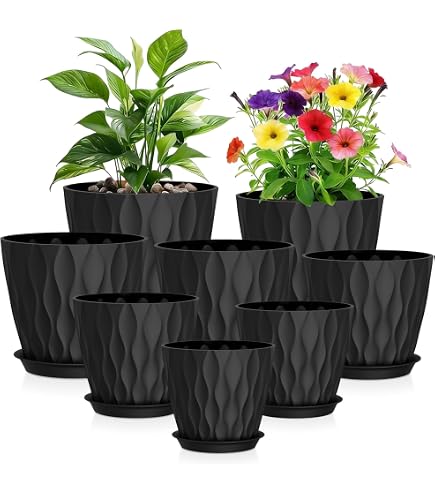 dream plant Dream Big Shasta Daisy: Massive White Blooms