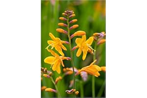 OLIWIER'S BULBS 10x Crocosmia George Davison Summer Flowering Bulbs Yellow Spring Planting Easy to Grow Montbretia Hardy Garden Perenial Flowers