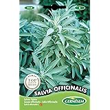Germisem Salvia Officinalis Semi di Salvia 1 g