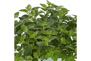 Oregano Plug Plants. 'Margeritha'. Marjoram. Bushy, intensely Aromatic Perennial herb. Medium Plug Plants x 4. Available from Bedwen Plants.