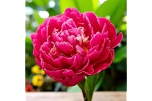 Carbeth Plants 2 x Peony Karl Rosenfield Paeonia Spring Bare Roots - Crimson Red Hardy Fragrant Spring Summer Flowering Perennial - Easy to Grow UK Garden Favourite - Grow in Borders, Beds and Pots
