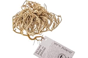 YAKEBA | Rosa de Jericó auténtica | Mediana | Anastatica hierochuntica - Rosa del Desierto | Especial Deco | Para Jardín de Botellas, Terrario de Plantas | Rosas secas de Jericó originales de Israel