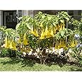Greenursery Dhatura Plant, Krushana Varna Datura metel, Live Exotic Fragrant Pink Angel's Trumpets, Rare Flower Plant (Yellow)
