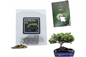 YUGEN BONSAI 30 Korean Fir Bonsai Seeds | Abies Koreana | Growing Guide | Grow Your Own Bonsai Tree | Bonsai Beginners and Enthusiasts