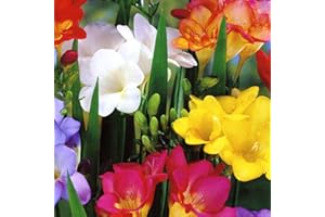 Portal Cool 25 singole Fresia Bulbi colori misti profumata Ideale Per Rockery & Pentole perenni