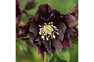 Perfect Plants Hellebore Double Purple Plant in 17cm Pot – Stunning Purple Flowers, Hardy Perennial for Shade Gardens
