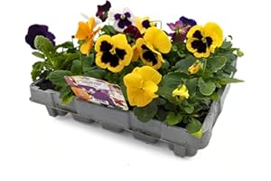 STERZEAL 20 Pack Pansy Plant Flowering Plants Package - Pansy 'Delta Mix' - 20 x Full Plant Pack - Garden Pansies Ready to Plant Premium Quality Plants