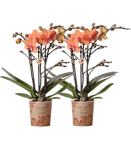 5 stuks Phalaenopsis orchideeën 50-60 cm 1 scheut onderhoudsvriendelijk bloei ideaal voor slaapkamer, kantoor en als cadeau