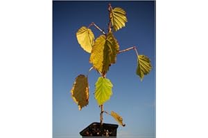 TREE ONLINE NURSERY Turkish Hazel Tree, CORYLUS COLURNA, Hardy Fruit Plant, Large Nuts, Very Prolific, Decorative fessured bark, 20-25cm tall/8cm Pot