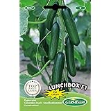 Germisem Gurke MINI LUNCHBOX F1, mehrfarbig, EC4027