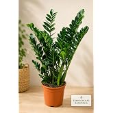 Bitkidunyam Zamia Zamioculcas Zamiifolia İ&ccedil; Mekan Bitkisi