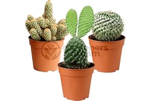 Gardeners Dream Kakteen Echte Pflanzen Set - 3er Sortiment Sukkulenten Echte Pflanzen - Zimmerpflanzen Echt - Ideale Kaktus Deko für Zuhause/Büro - Natürliches Kaktus Pflanze Set für Drinnen