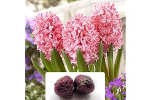 BOTANICAL BLISS 2 Hyacinth Fondant Bulbs - Delightful Fragrant Perennial - Brings a Cheerful Sight to Dull Winter Days - Sweet Candy Pink Blooms - Specially Cultivated for UK Climate Conditions