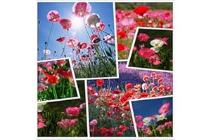 HUA XIAN ZI Semi di fiori di papavero (50g = 400000 +) Semi di fiori da esterno facili da vivere Semi di mais misto Primavera e autunno Pianta rustica Giardino balcone Pianta in vaso (10g)